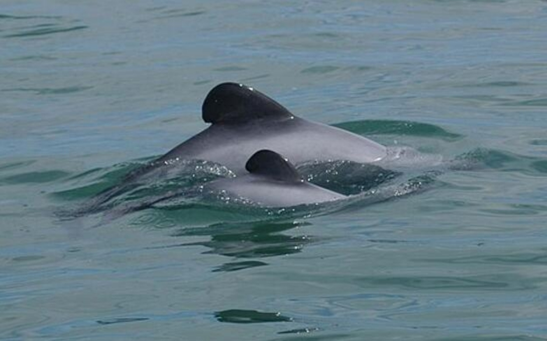drones to protect endangered wildlife drones to protect endangered wildlife